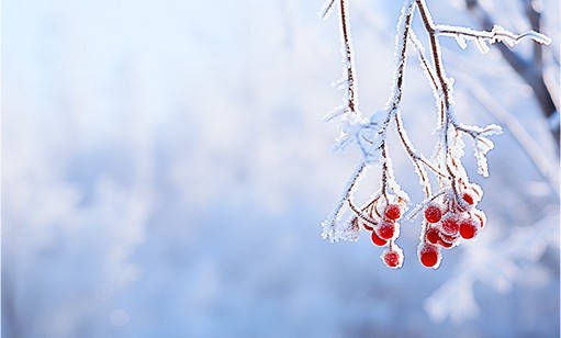 瑞雪兆丰年丨2024长沙初雪 尊龙凯时环保雪景图集